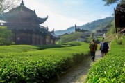 普洱之旅，特产与景点的交融魅力